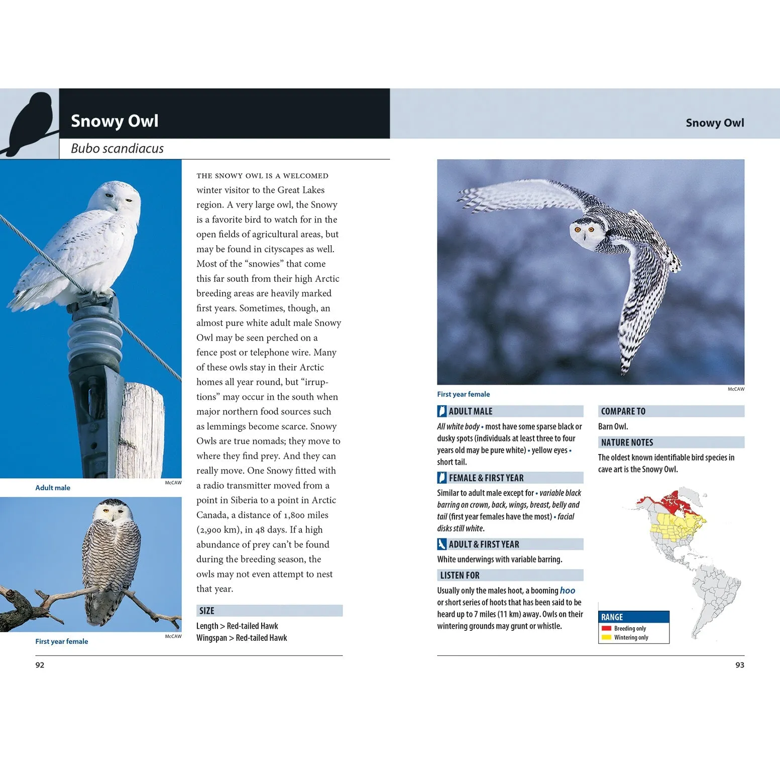 Hawks and Owls of Eastern North America