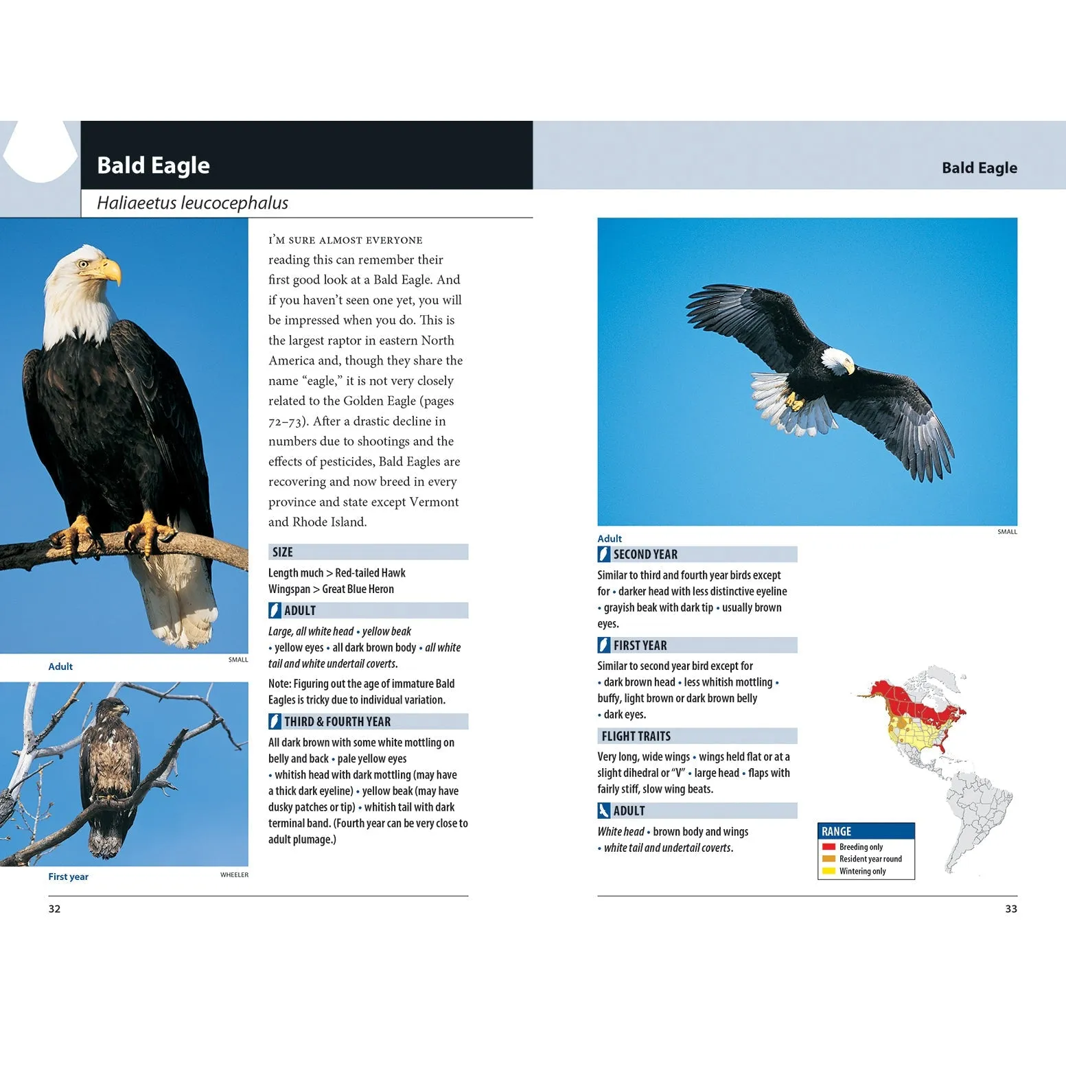 Hawks and Owls of Eastern North America