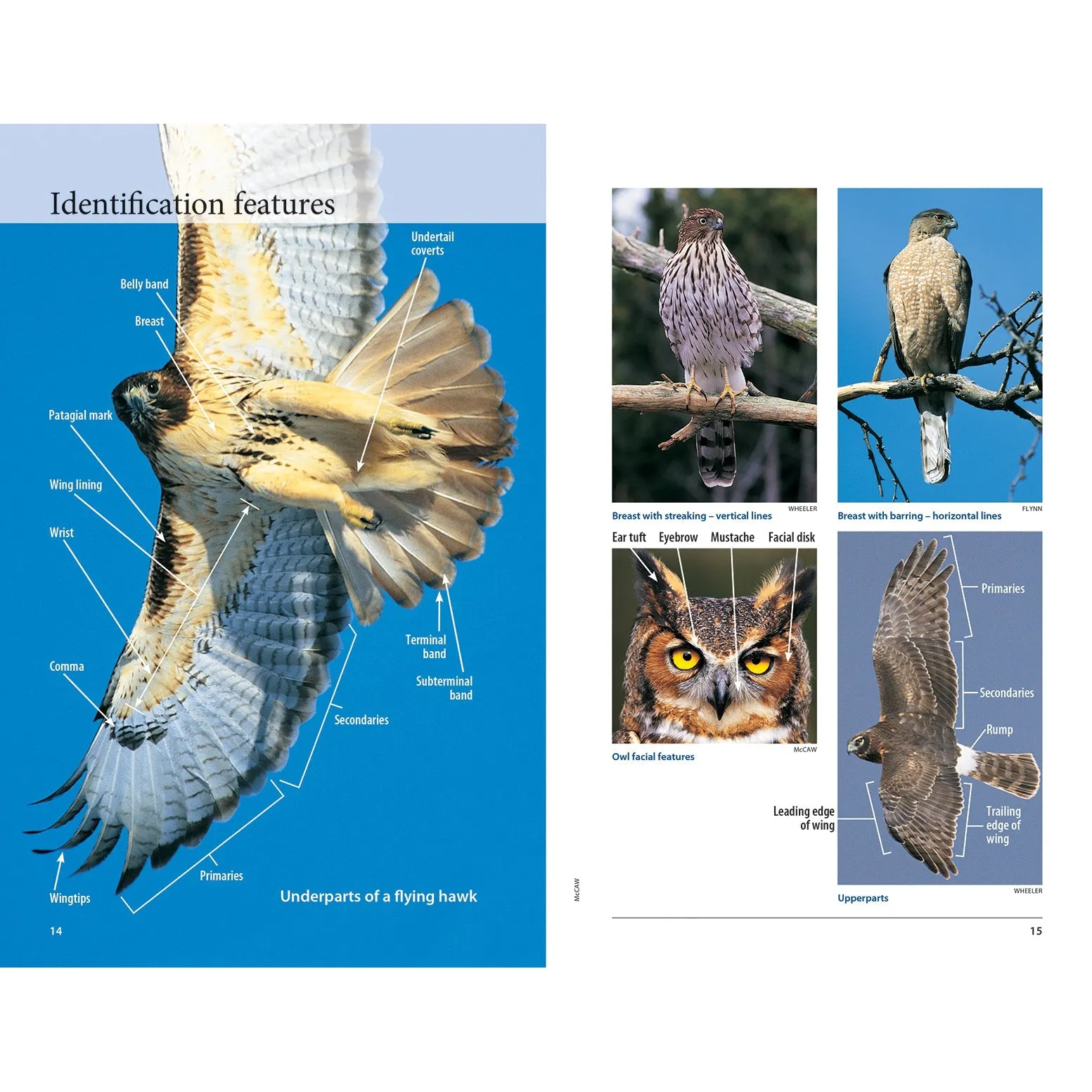 Hawks and Owls of Eastern North America